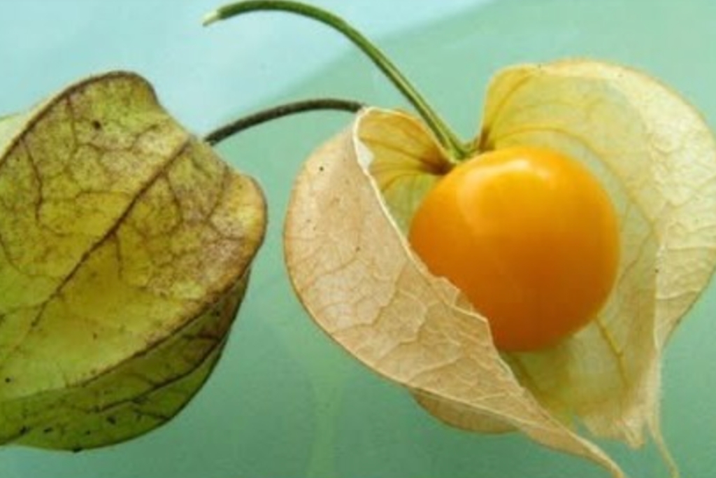 Beneficios da Physalis para a Saude